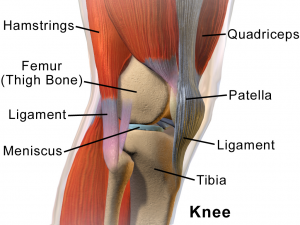 Muscles Around Joints