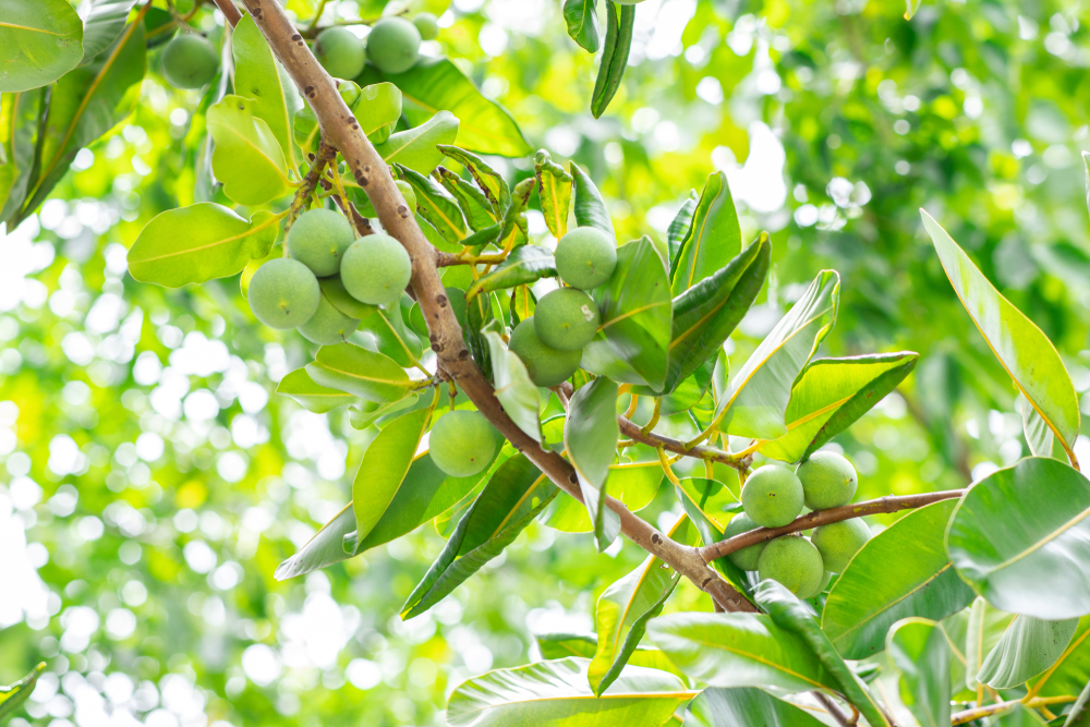 Benefits of Tamanu Oil