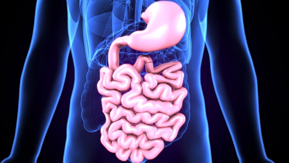 stomach