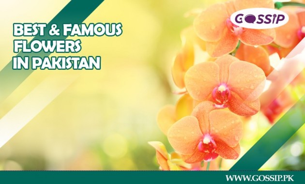 Top 20 Best and Famous Flowers in Pakistan